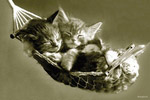 plakaty-kittens-in-hamock-keith-kimberlin-sepia-2868.jpg